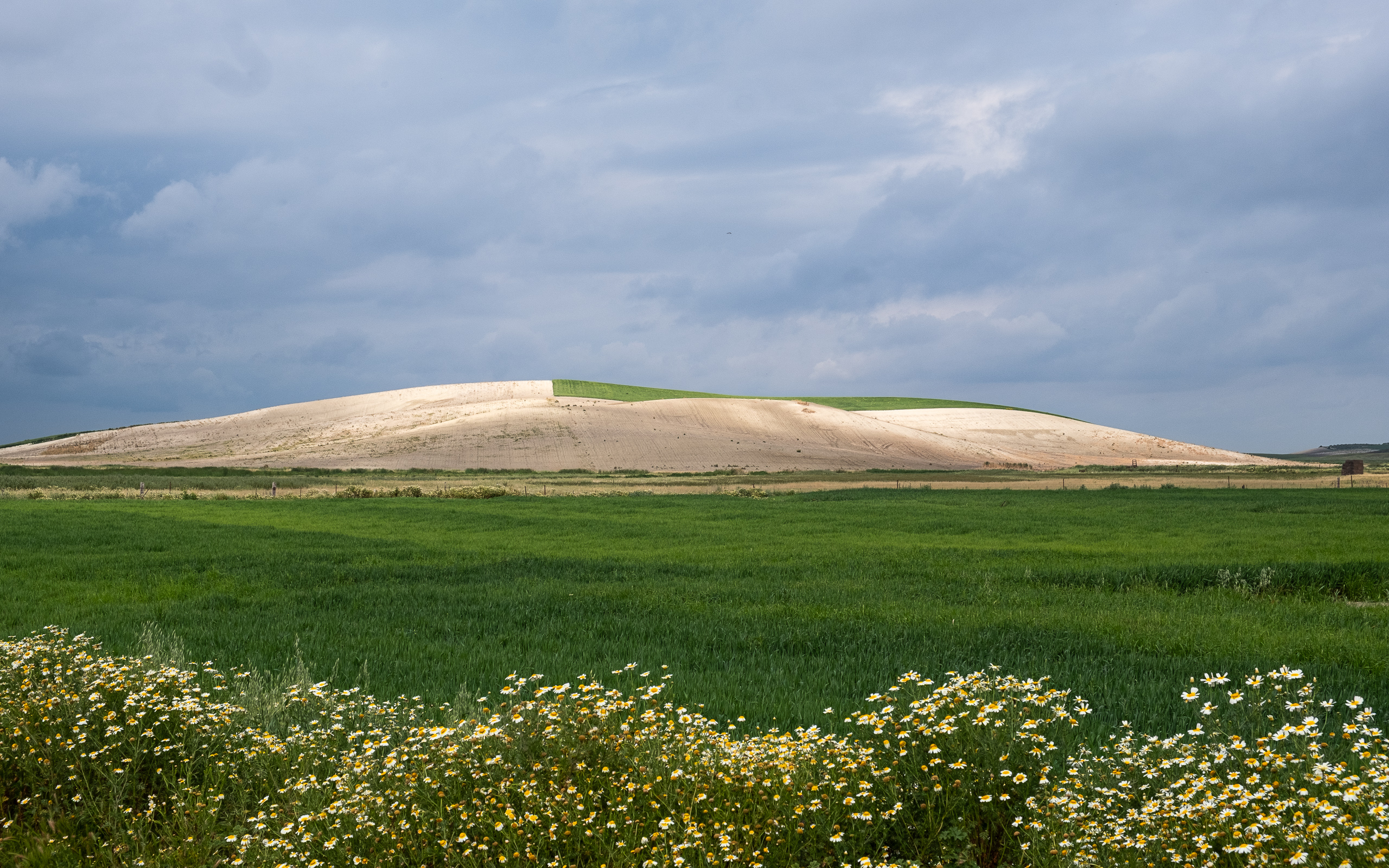 Weite Landschaft bei Lebrija – Kamillen und beige Hügel